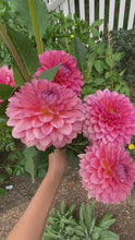 Load and play video in Gallery viewer, No. 399 Pink decorative dahlias no. 1, 11 x 14 + dahlia seeds
