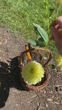 Load and play video in Gallery viewer, No. 402 Yellow Dahlias, 11 x 14 + dahlia seeds
